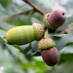 Shumard Oak Growth Rate