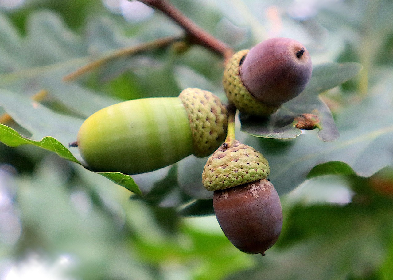 Shumard Oak Growth Rate: How Fast Does This Oak Tree Grow