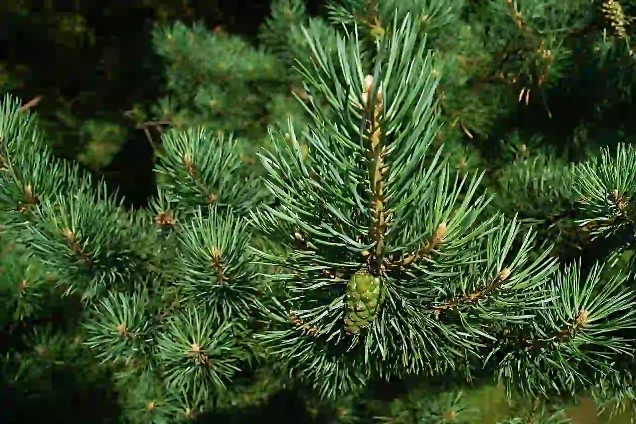 Slash Pine vs Longleaf Pine: Key Differences Explained