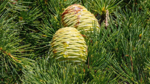 Slash pine vs longleaf pine growth rate