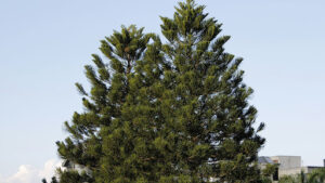 Slash pine vs longleaf pine habitat comparison