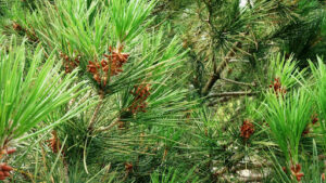 Slash pine vs longleaf pine needles and cones