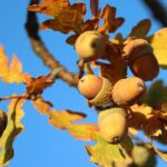 White Oak Water Requirements