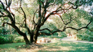 White oak watering schedule for new trees