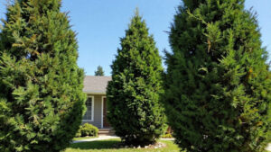 Evergreen low-maintenance front yard trees