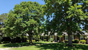 Tiny low-care trees for small front yards